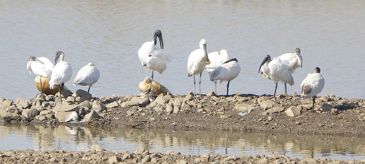 Хүрэн түрүүт билүүс - ML646837930