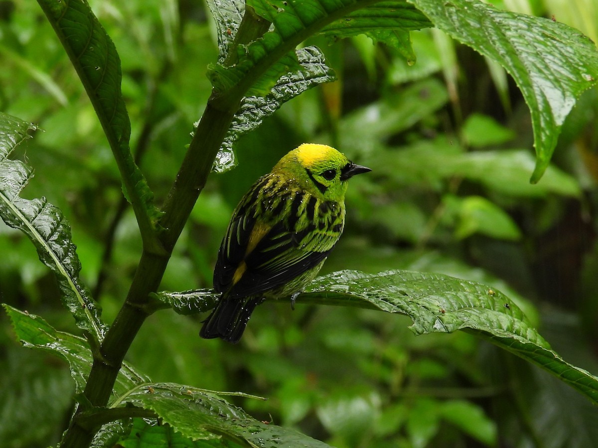 Emerald Tanager - ML646837935
