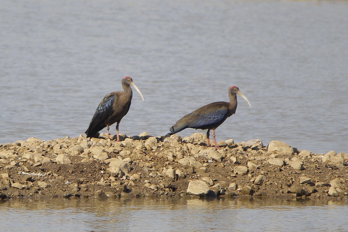 Red-naped Ibis - ML646837937