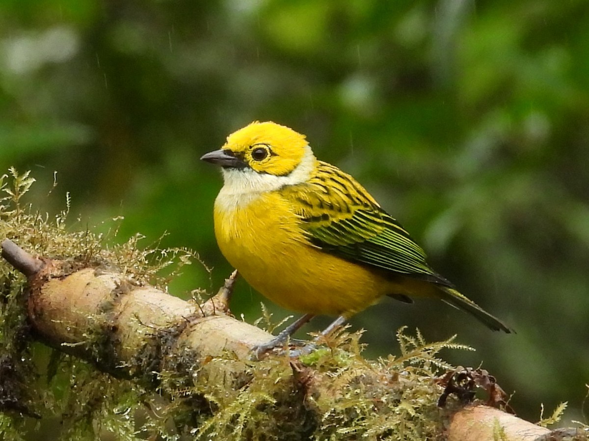 Gümüş Boyunlu Tangara - ML646837939