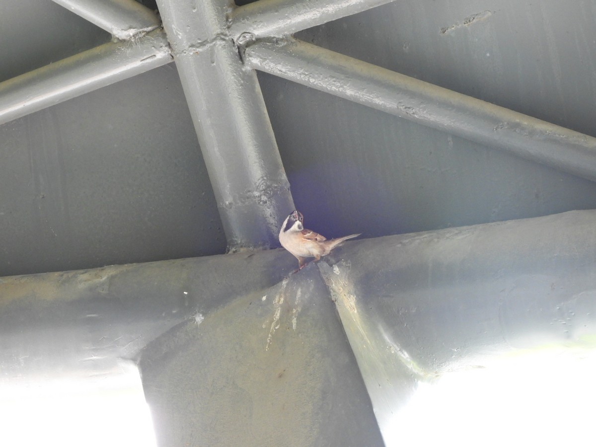 Moineau friquet - ML646837940