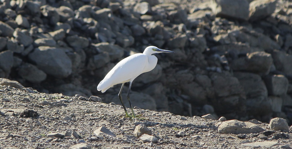 Хурган дэглий - ML646837943