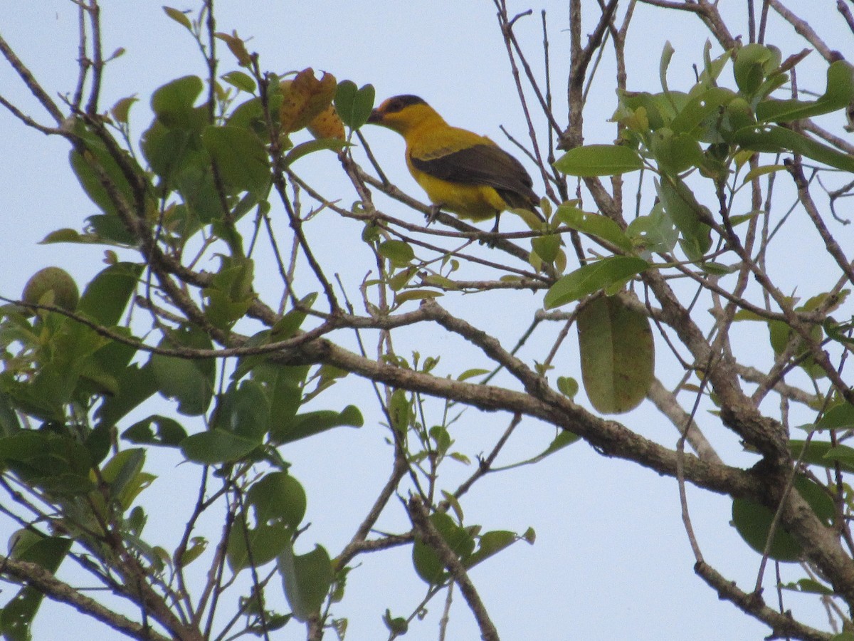 Black-naped Oriole - ML646837944