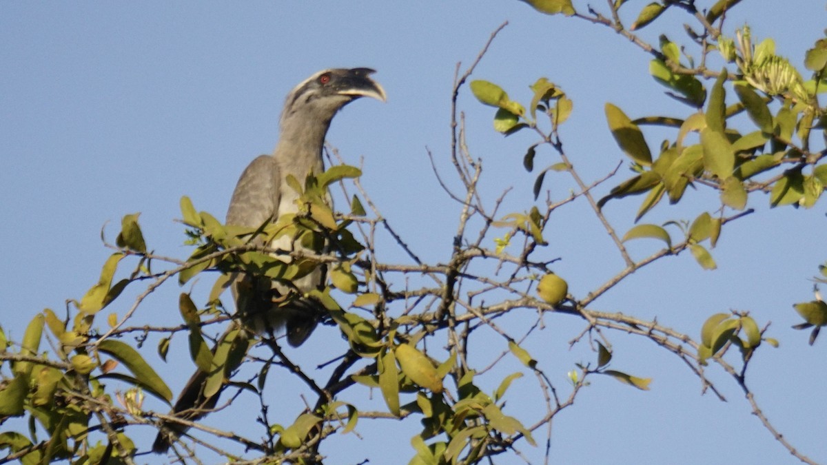 Indian Gray Hornbill - ML646837945