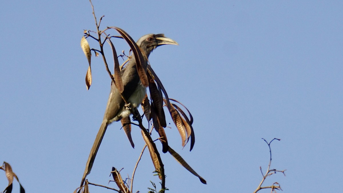 Indian Gray Hornbill - ML646837946