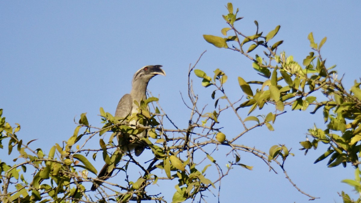 Indian Gray Hornbill - ML646837947