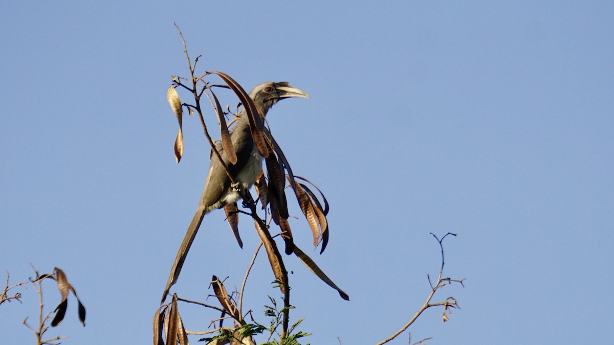 Indian Gray Hornbill - ML646837948