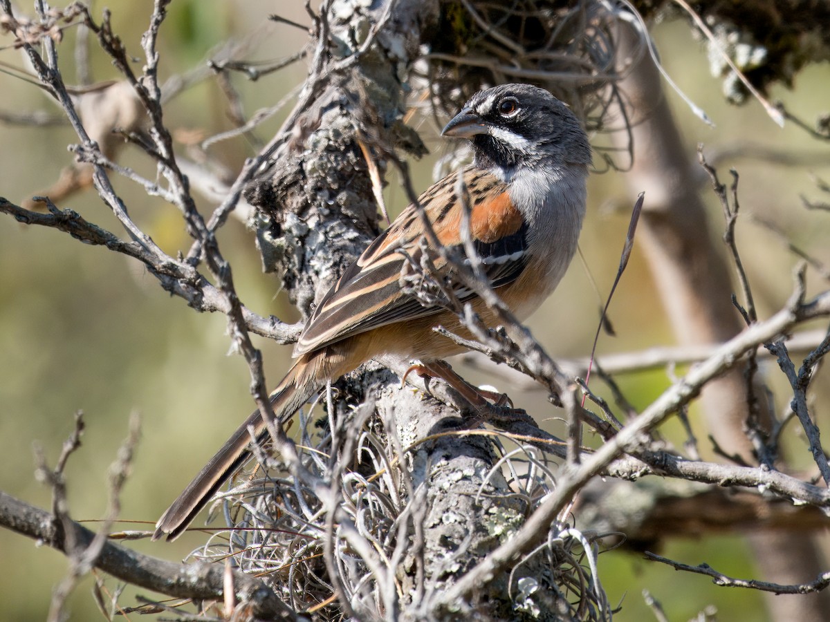 Bridled Sparrow - ML646837950