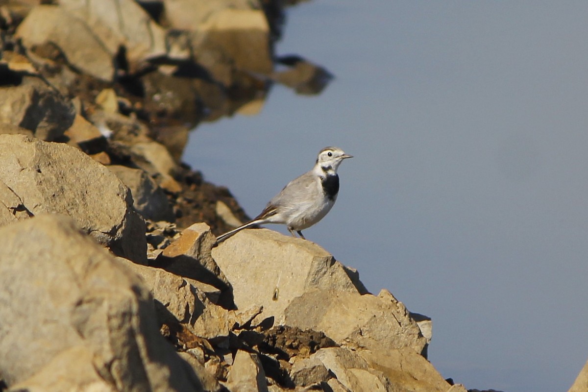 Хөх цэгцгий - ML646837954