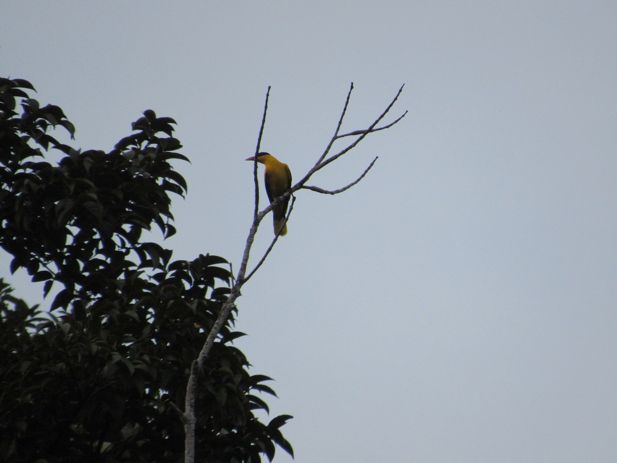 Black-naped Oriole - ML646837956