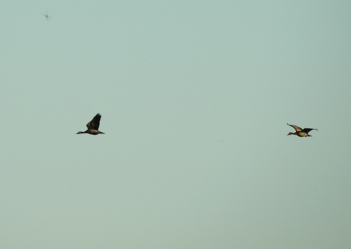 Dendrocigna facciabianca - ML646837963