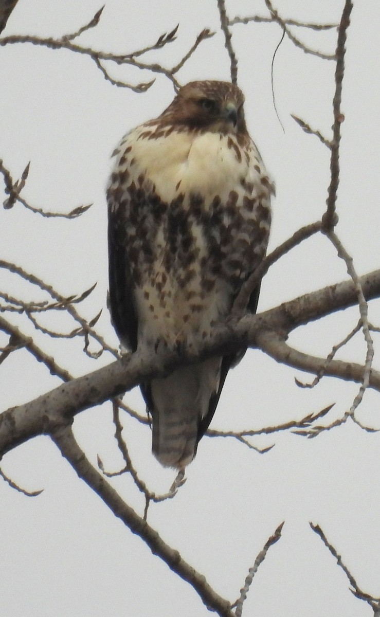 アカオノスリ - ML646837970