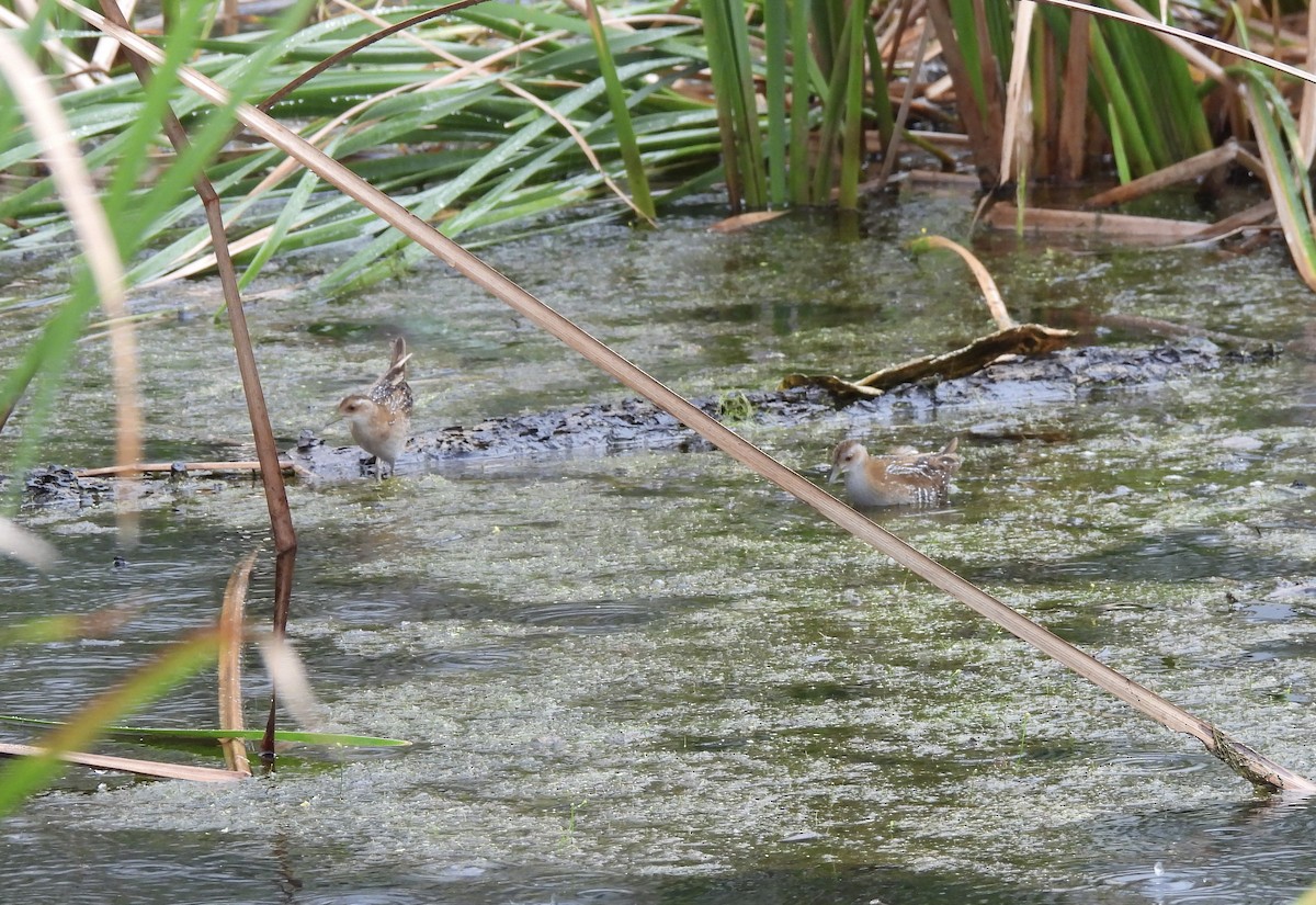 Baillon's Crake - ML646837972
