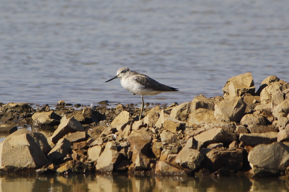 Үхэр хөгчүү - ML646837978