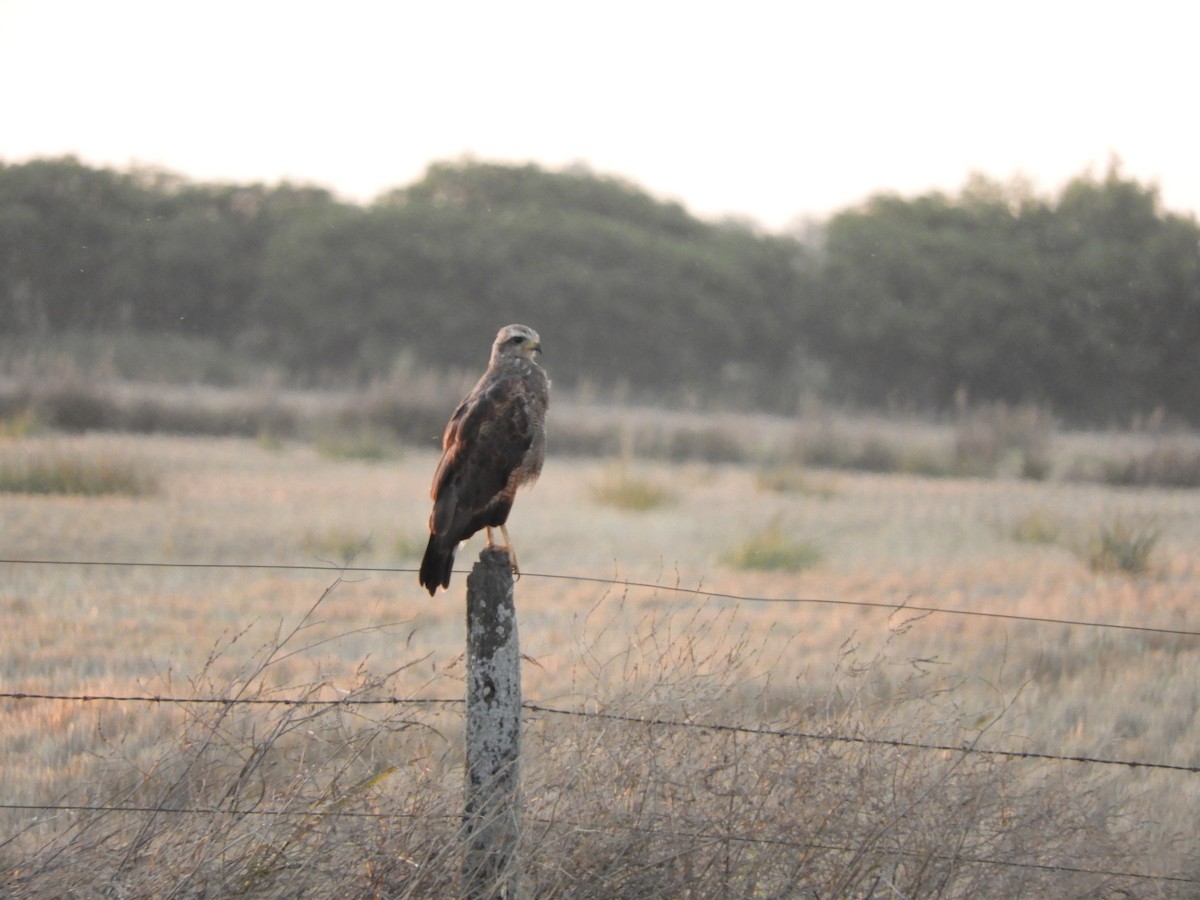 Savanna Hawk - ML646837979