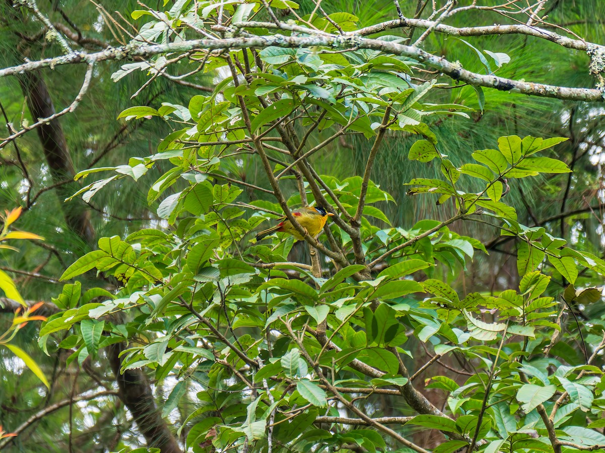 Silver-eared Mesia - ML646837982