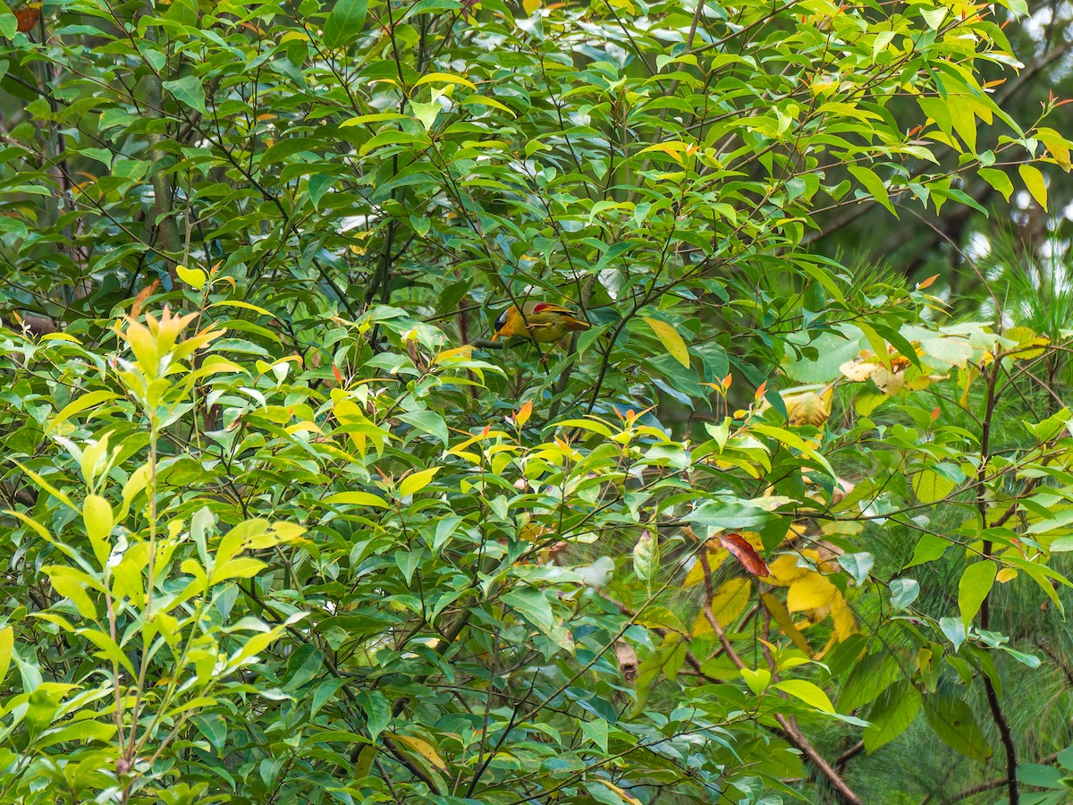 Silver-eared Mesia - ML646837983