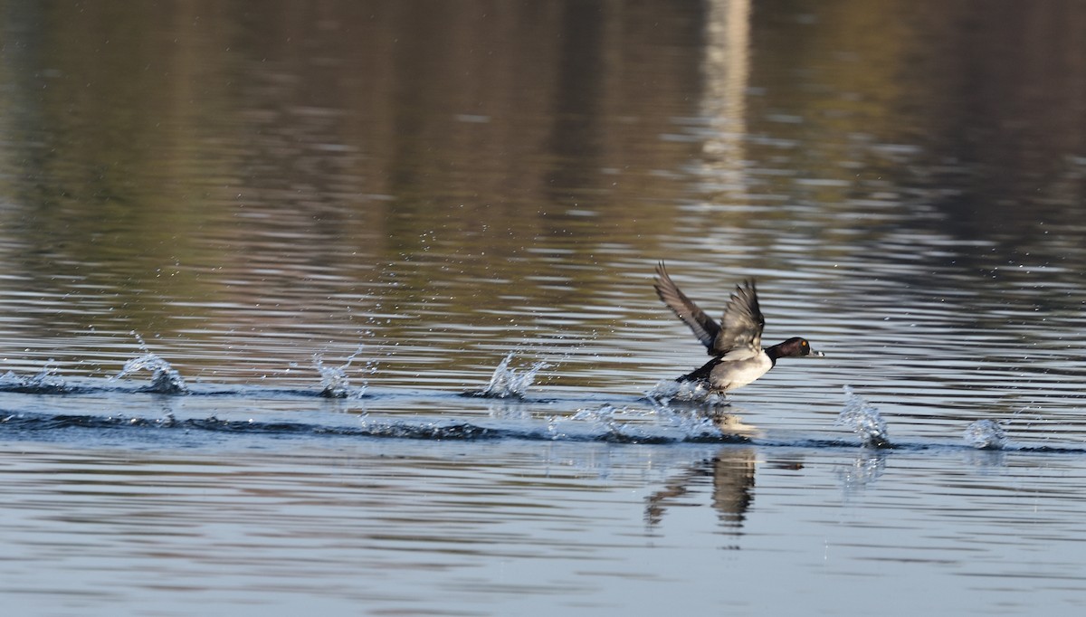 Ring-necked Duck - ML646837987