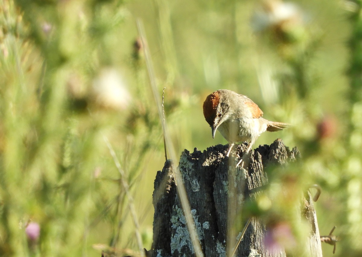 Pale-breasted Spinetail - ML646837988