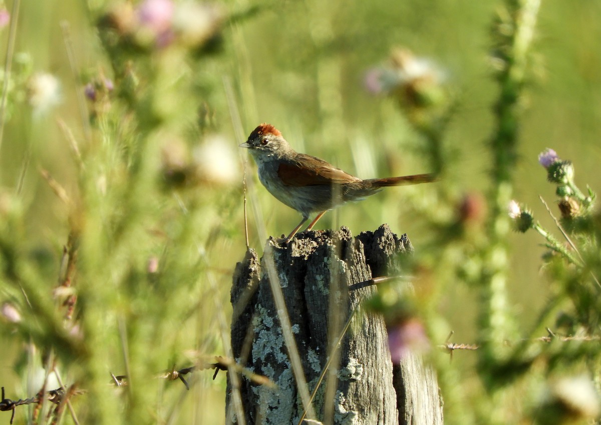 Pale-breasted Spinetail - ML646837990