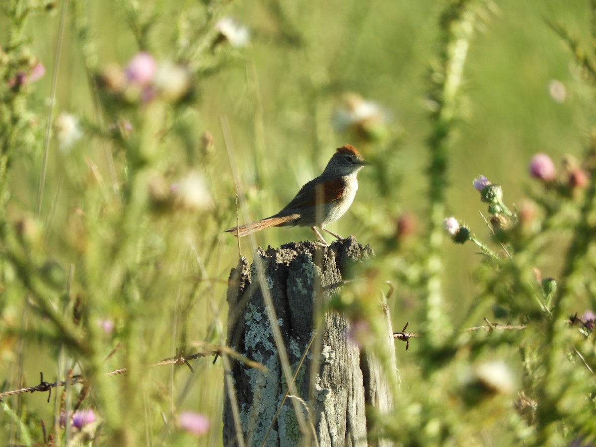 Pale-breasted Spinetail - ML646837992