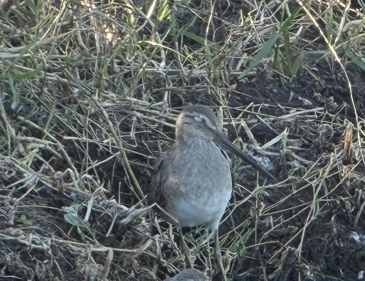 Long-billed Dowitcher - ML646837993