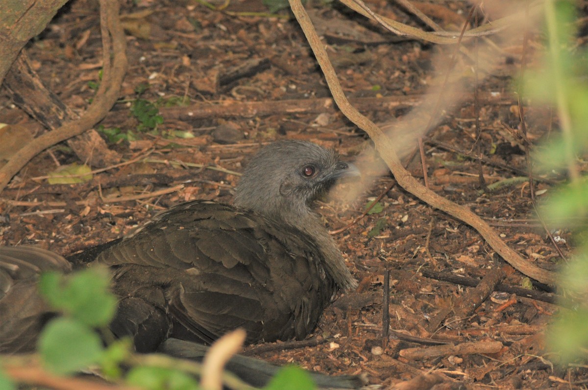 Chachalaca Norteña - ML646837995