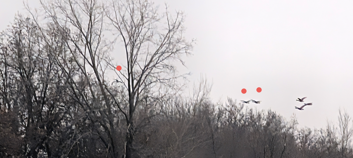 Cackling Goose - ML646837996