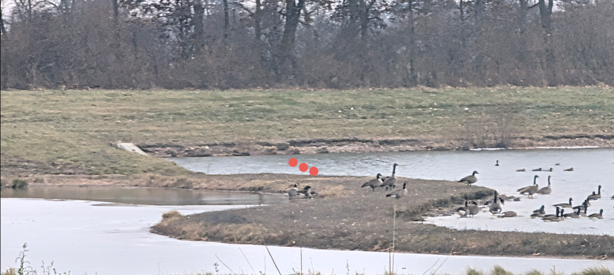 Cackling Goose - ML646837998