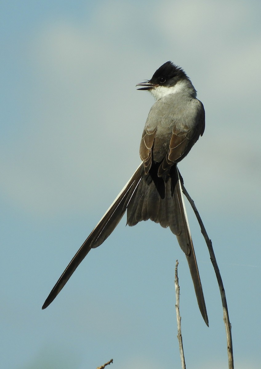 Fork-tailed Flycatcher - ML646837999