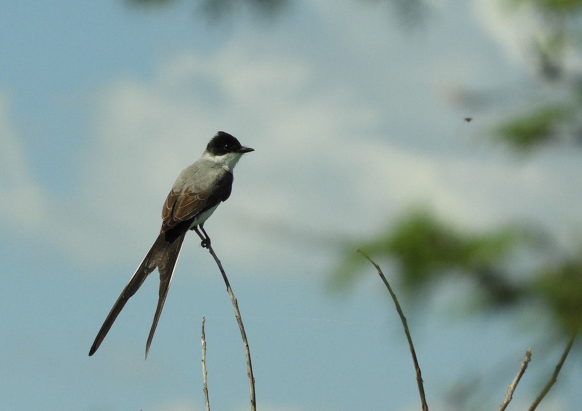 Fork-tailed Flycatcher - ML646838000