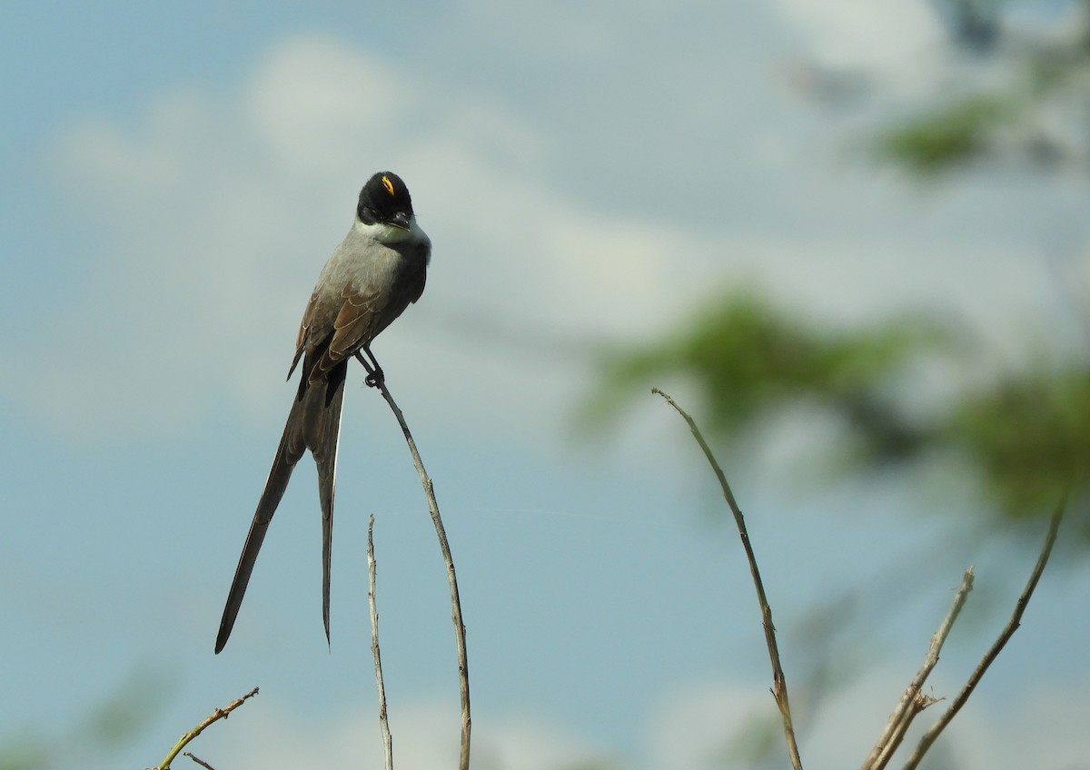 Fork-tailed Flycatcher - ML646838001