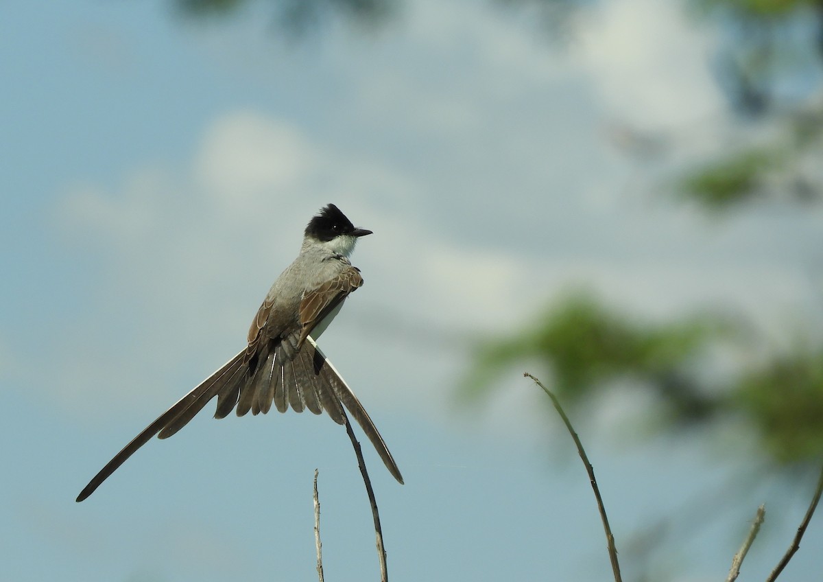 Fork-tailed Flycatcher - ML646838002