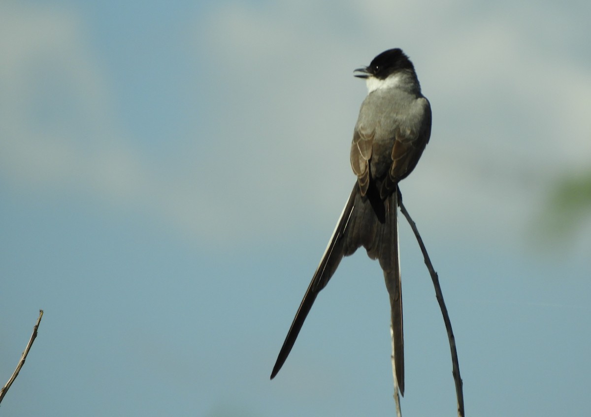 Fork-tailed Flycatcher - ML646838003