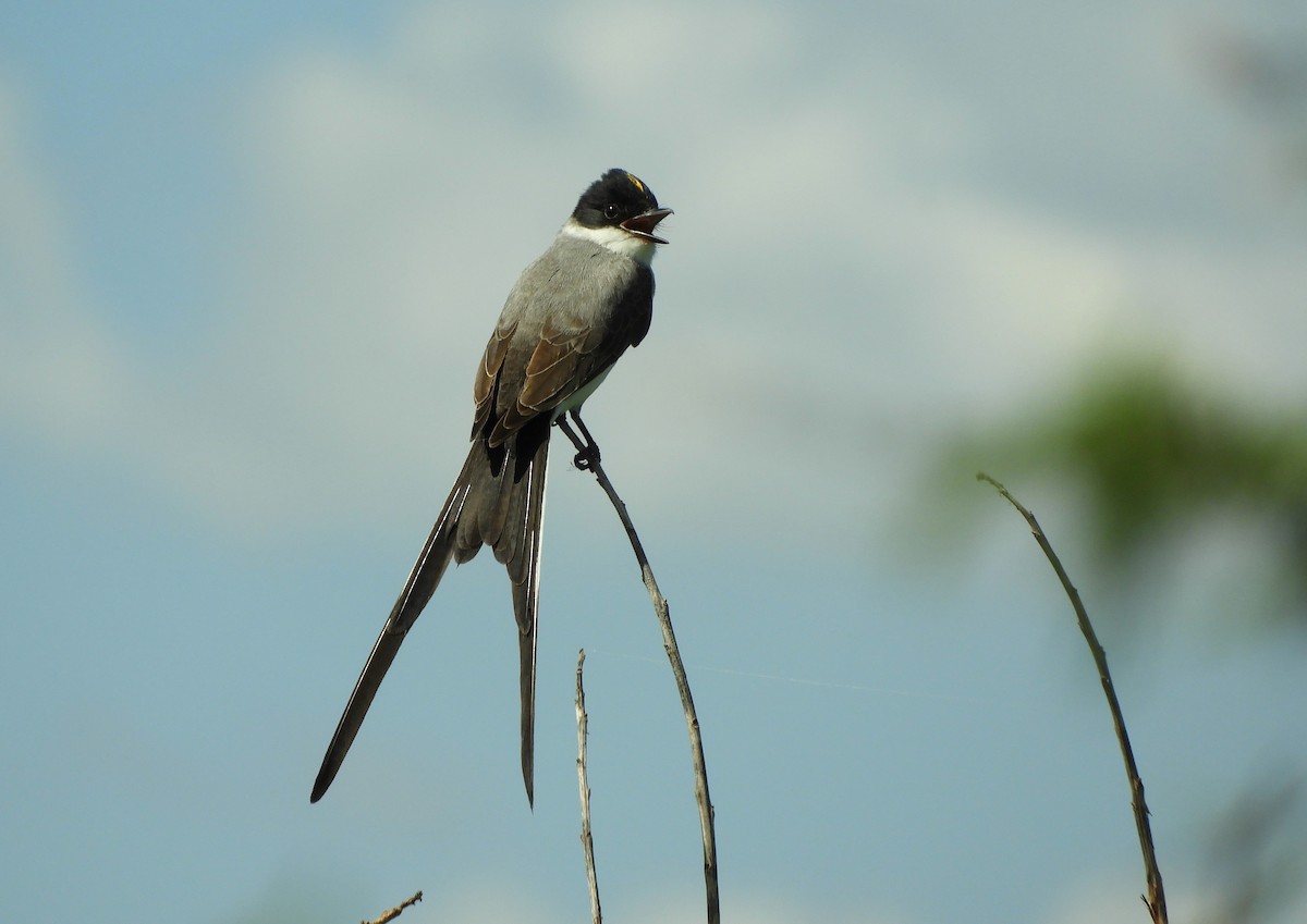 Fork-tailed Flycatcher - ML646838004