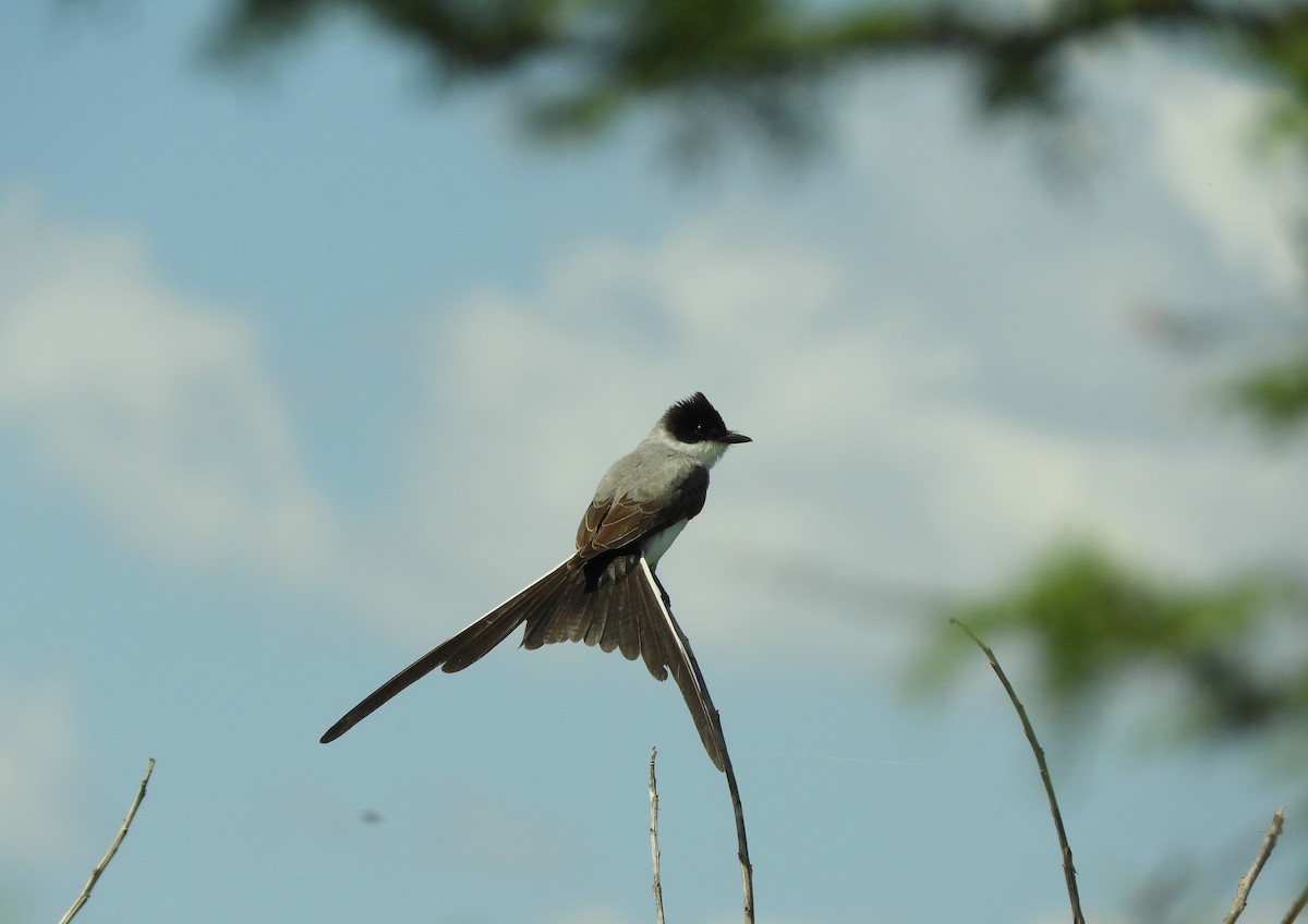 Fork-tailed Flycatcher - ML646838005