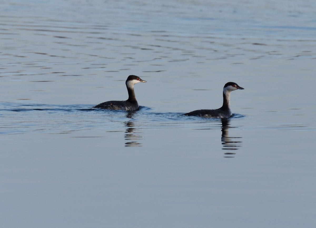 Horned Grebe - ML646838007