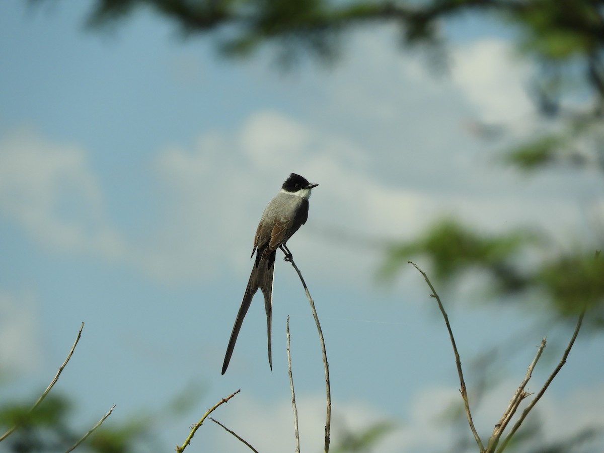 Fork-tailed Flycatcher - ML646838008