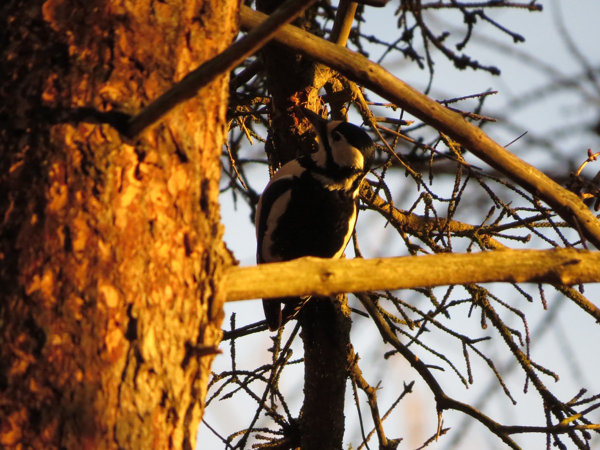 Great Spotted Woodpecker - ML646838013