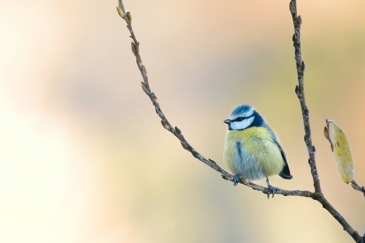 Eurasian Blue Tit - ML646838015