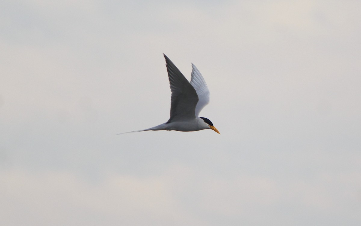 River Tern - ML646838016