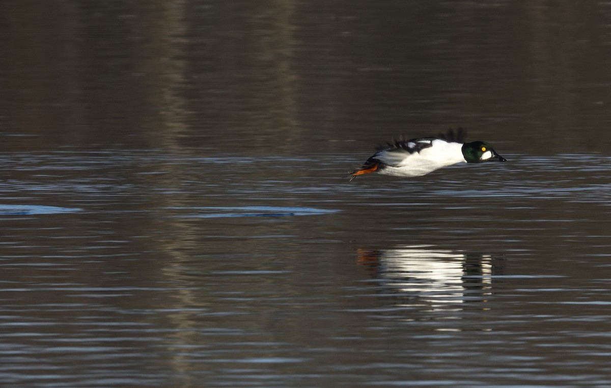 Common Goldeneye - ML646838017