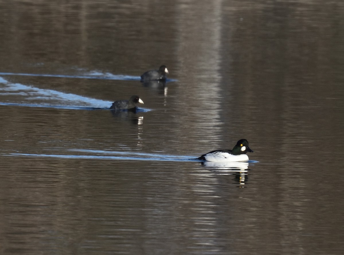 Common Goldeneye - ML646838018