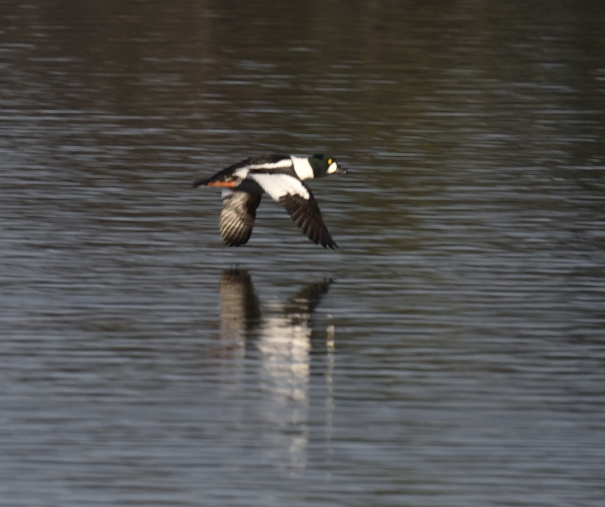 Common Goldeneye - ML646838019