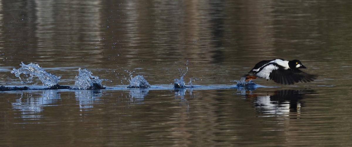 Common Goldeneye - ML646838020