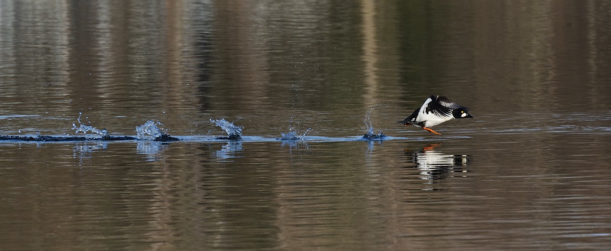 Common Goldeneye - ML646838021