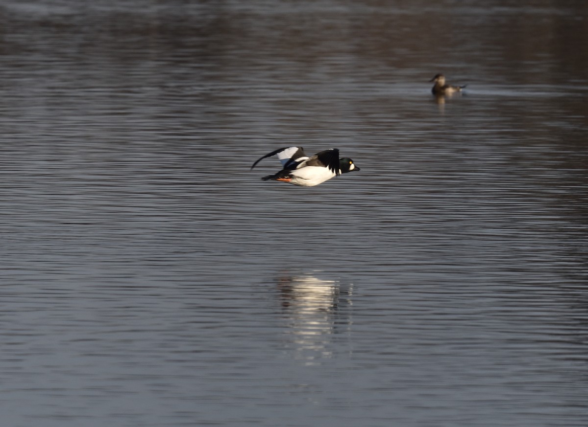 Common Goldeneye - ML646838022