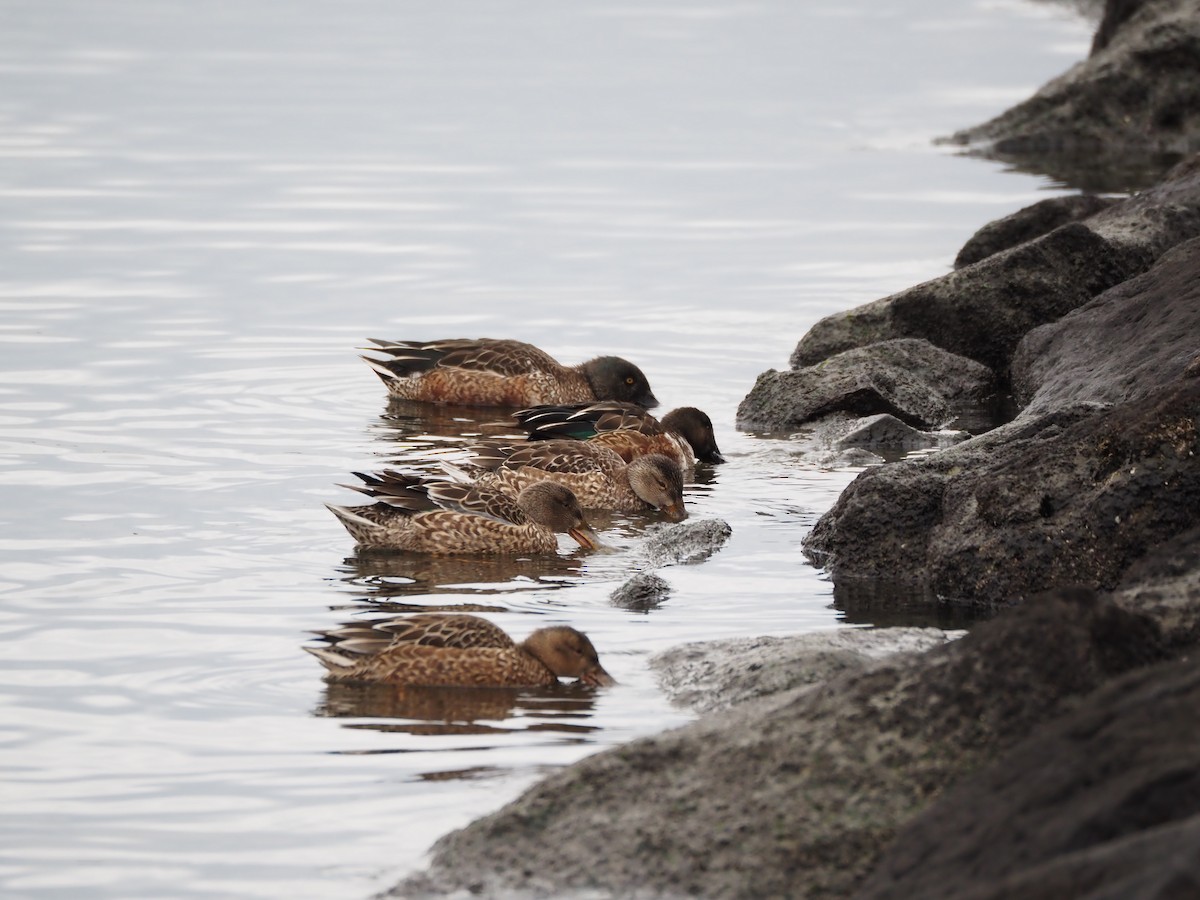 Широконіска північна - ML646838023