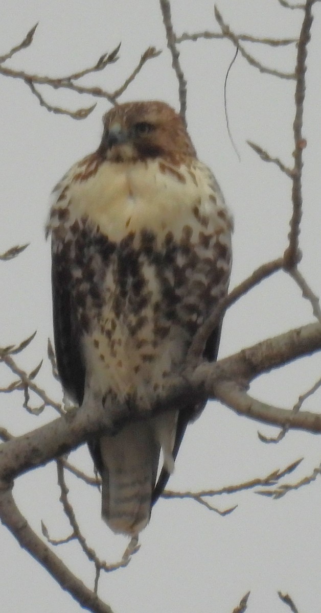 アカオノスリ - ML646838024