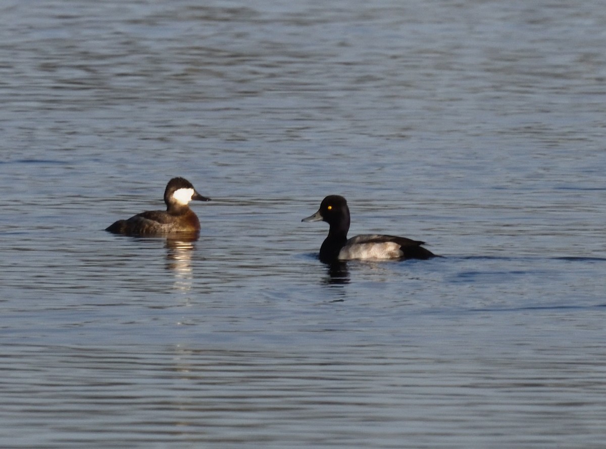 コスズガモ - ML646838025